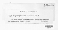 Leptosphaeria doliolum image